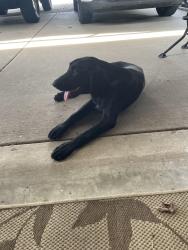 Found/Stray Male Dog last seen 181st & 337th e, Coweta, OK 74429