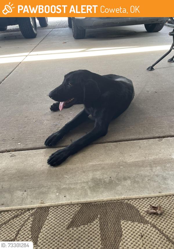 Found/Stray Male Dog last seen 181st & 337th e, Coweta, OK 74429