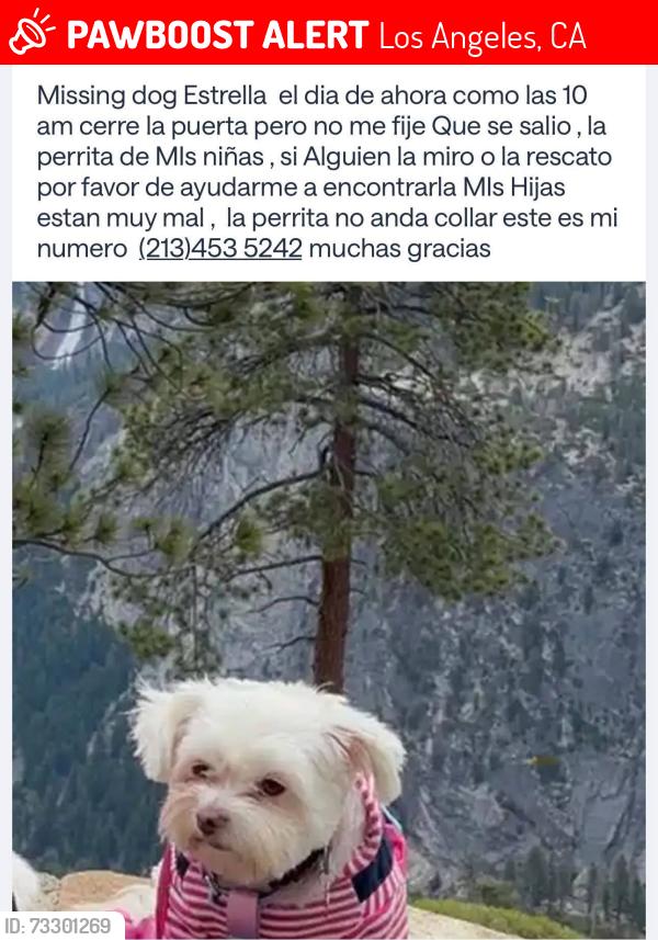 Lost Female Dog last seen Los Angeles California, Los Angeles, CA 90042