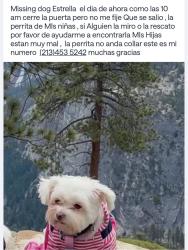 Lost Female Dog last seen Los Angeles California, Los Angeles, CA 90042