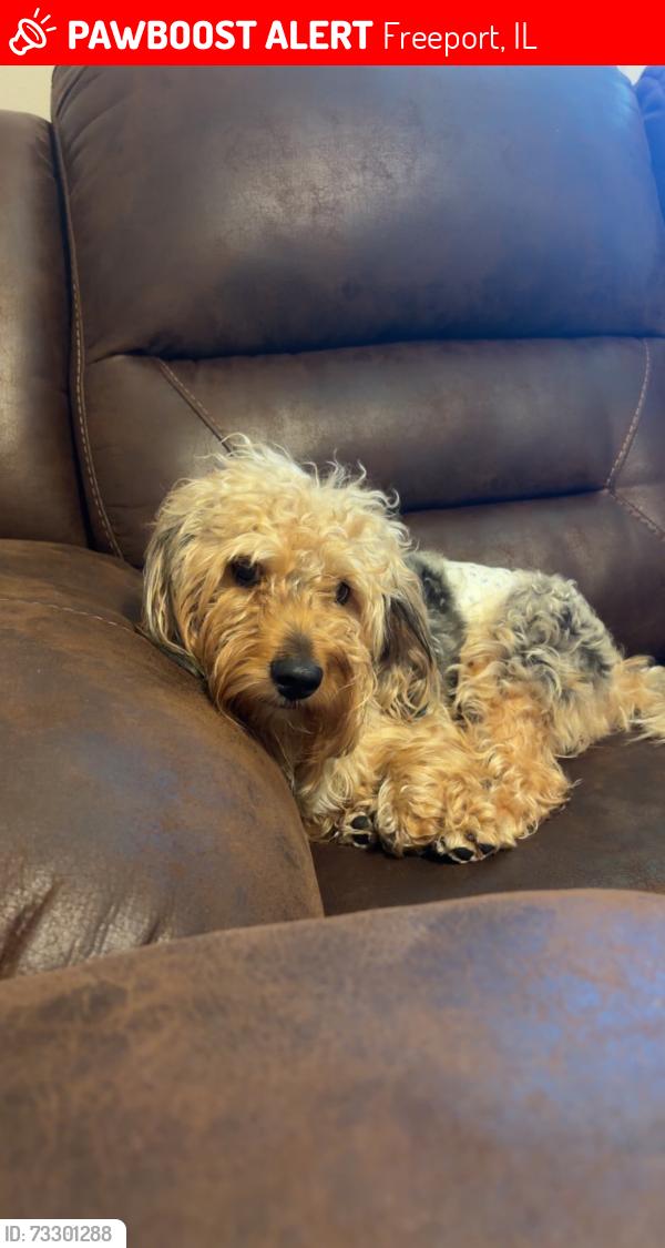 Lost Male Dog last seen Emanuel luthran school, Freeport, IL 61032