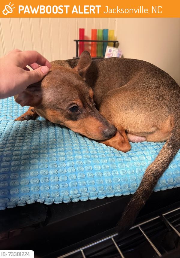 Found/Stray Unknown Dog last seen N. Marine Blvd & Gum Branch Rd, Jacksonville, NC 28540