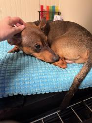 Found/Stray Unknown Dog last seen N. Marine Blvd & Gum Branch Rd, Jacksonville, NC 28540