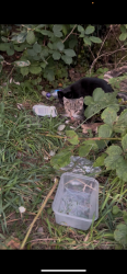 Found/Stray Unknown Cat last seen Near Annayas, Balloch, Scotland 