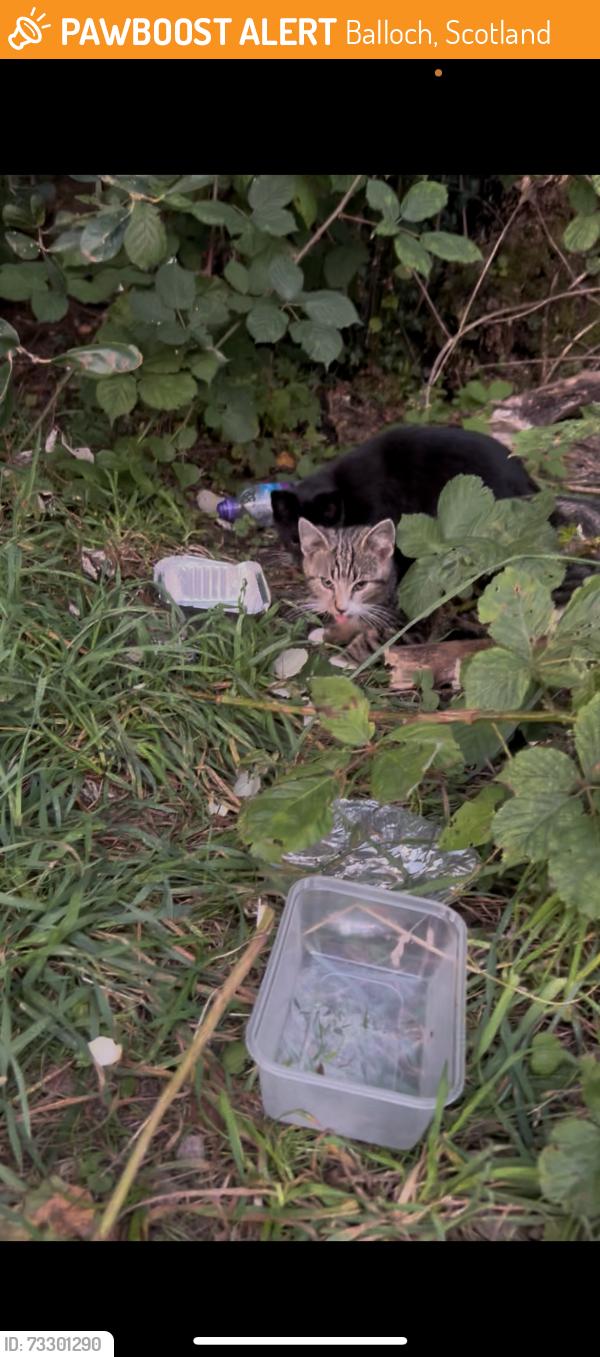 Found/Stray Unknown Cat last seen Near Annayas, Balloch, Scotland 