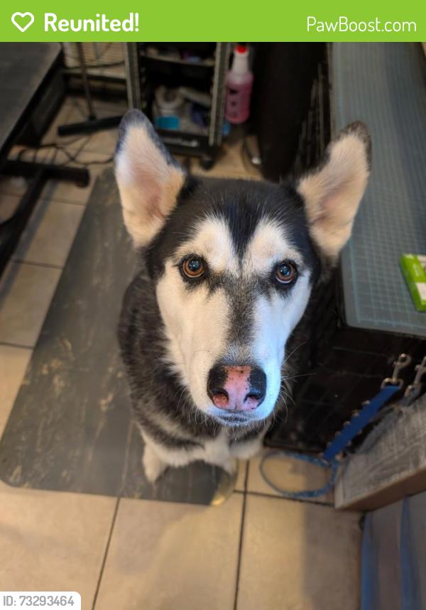 Reunited Male Dog last seen VCA vet hosp, Milliken, CO 80543