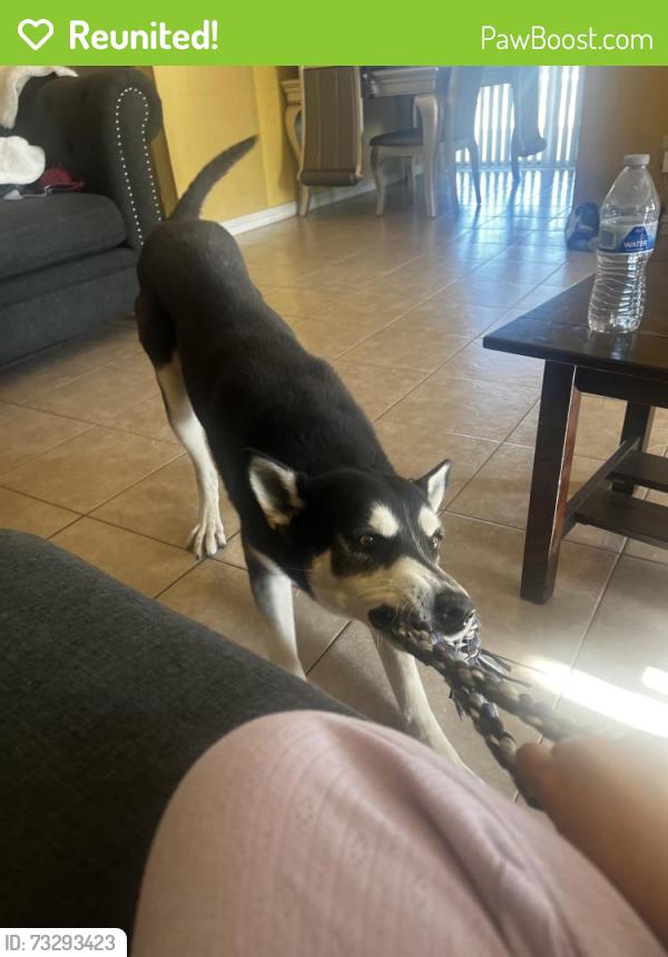 Reunited Male Dog last seen Near outer Hesperia, San Bernardino County, CA 92345