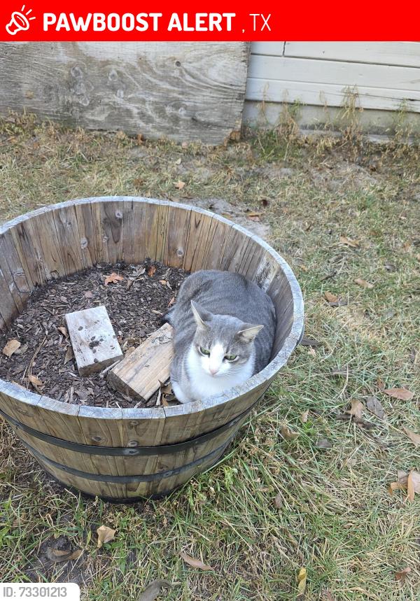 Lost Male Cat last seen Robinson rosd, Winters, TX 79567