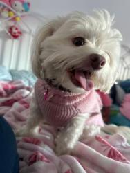 Reunited Female Dog last seen N ave 59, Los Angeles, CA 90042