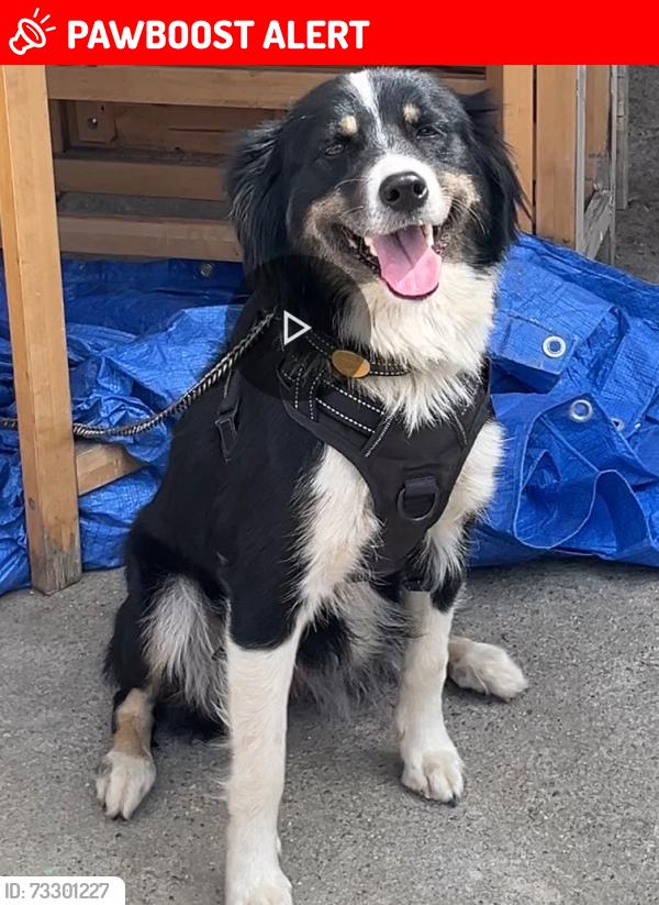 Lost Female Dog last seen Última vez vista por Philadelphia st y haven ave, E Philadelphia St, CA 91752