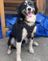Lost Female Dog last seen Última vez vista por Philadelphia st y haven ave, E Philadelphia St, CA 91752