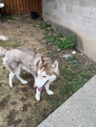 Reunited Male Dog last seen Wasatch boulevard by Churchill Junior junior High, Millcreek, UT 84124