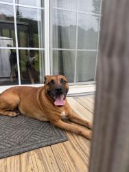 Found/Stray Male Dog last seen Near north pass sugar loaf apple hse, Taylorsville, NC 28681