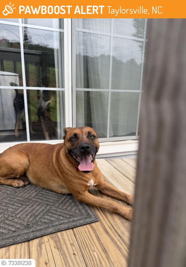 Found/Stray Male Dog last seen Near north pass sugar loaf apple hse, Taylorsville, NC 28681
