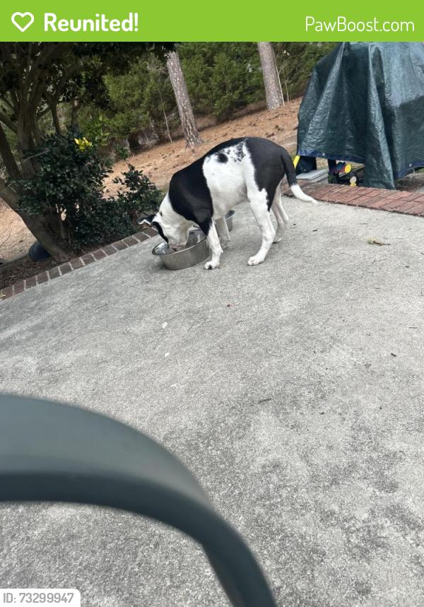 Reunited Male Dog last seen POWELL FARM Rd, Lillington, NC 27546