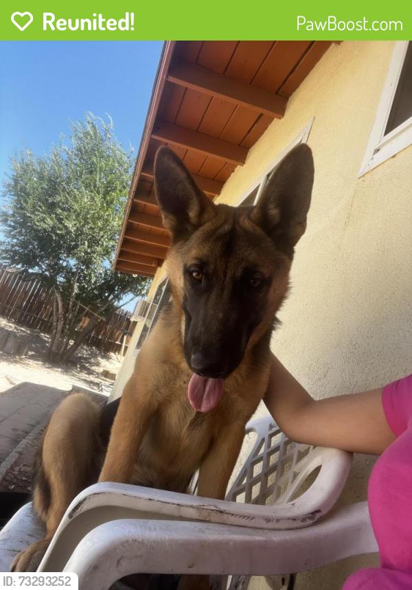 Reunited Male Dog last seen Near outer Hesperia rd, San Bernardino County, CA 92345