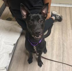 Shelter Stray Male Dog last seen Near Misty Lane, Oceanside, CA, 92056, Oceanside, CA 92058, USA