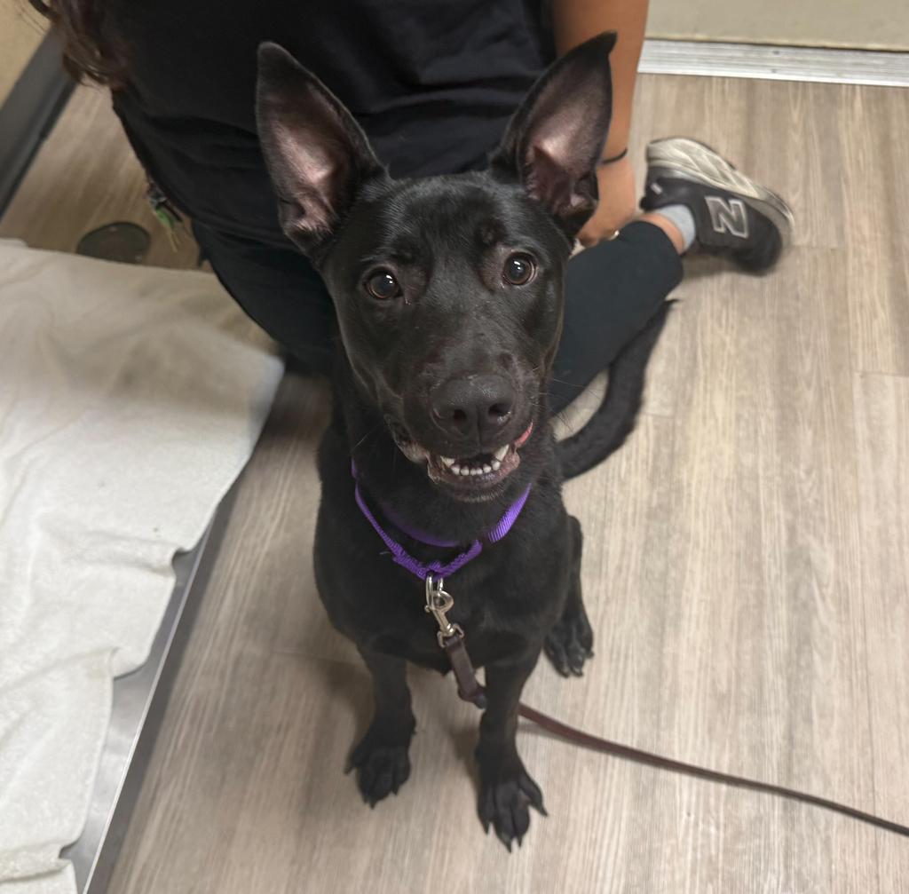 Shelter Stray Male Dog last seen Near Misty Lane, Oceanside, CA, 92056, Oceanside, CA 92058, USA