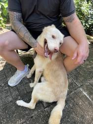 Found/Stray Male Dog last seen Cedarcrest road, Acworth, GA 30101