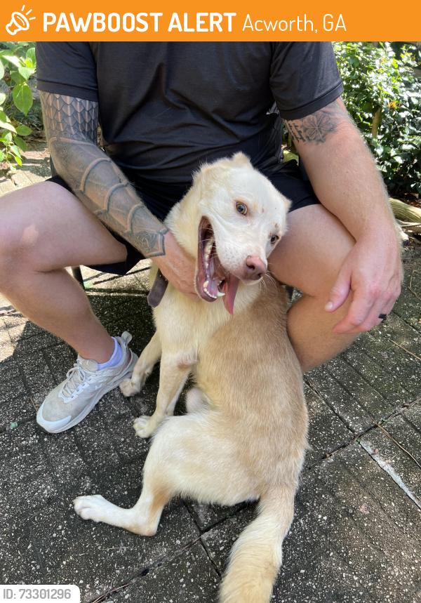 Found/Stray Male Dog last seen Cedarcrest road, Acworth, GA 30101