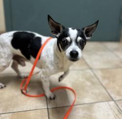 Shelter Stray Male Dog last seen TROUTDALE FOOD CARTS, TROUTDALE, OR, 97060, 1700 W Historic Columbia River Hwy, Troutdale, OR 97060, USA
