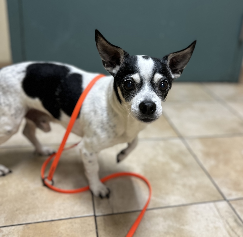 Shelter Stray Male Dog last seen TROUTDALE FOOD CARTS, TROUTDALE, OR, 97060, 1700 W Historic Columbia River Hwy, Troutdale, OR 97060, USA