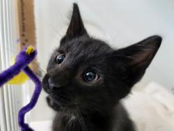 Shelter Stray Male Cat last seen BROOKLYN, NY, 11208, 3139 Veterans Rd W, Staten Island, NY 10309, USA