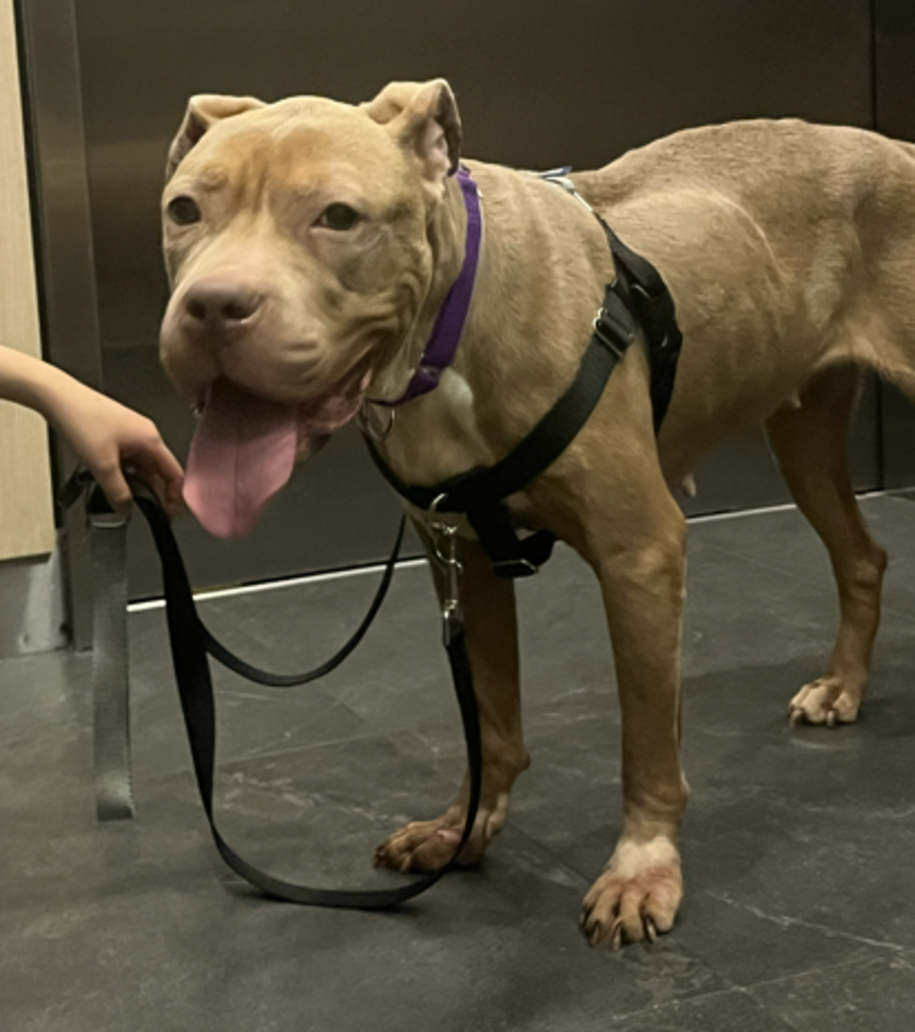 Shelter Stray Female Dog last seen Near Avenue C, NEW YORK, NY, 10009, 326 E 110th St, New York, NY 10029, USA