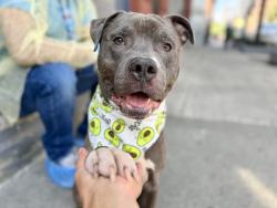 Shelter Stray Male Dog last seen Mott Avenue, FAR ROCKAWAY, NY, 11691, 326 E 110th St, New York, NY 10029, USA