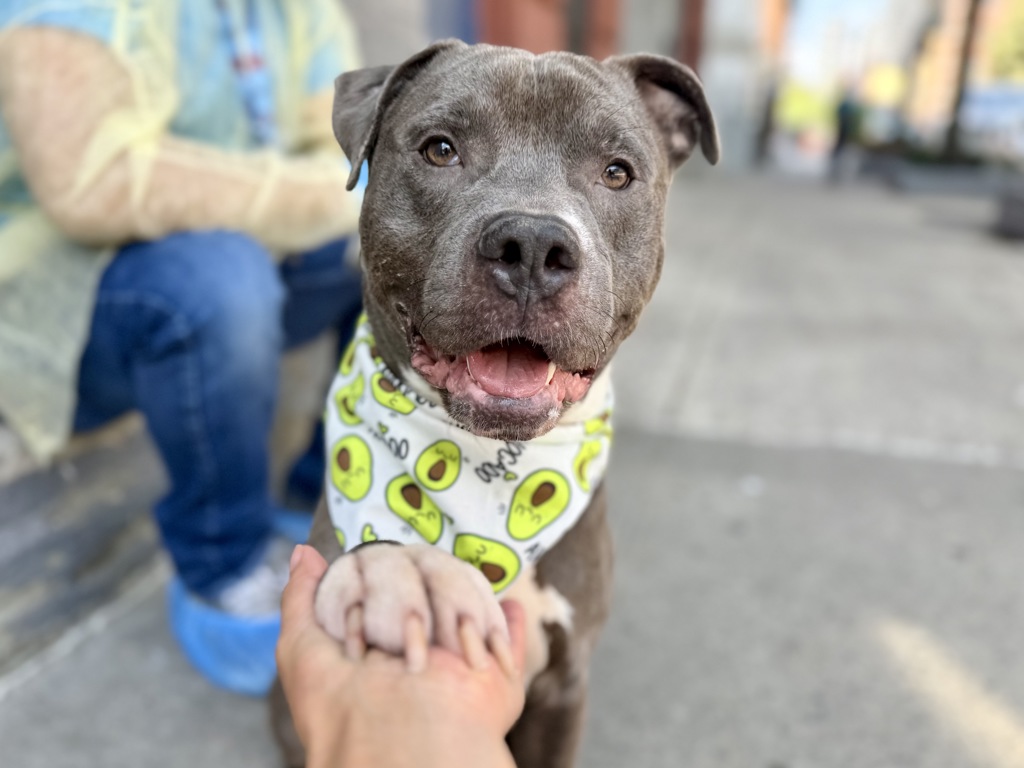Shelter Stray Male Dog last seen Mott Avenue, FAR ROCKAWAY, NY, 11691, 326 E 110th St, New York, NY 10029, USA