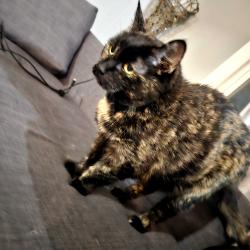 Lost Female Cat last seen Beverly area, Edmonton, AB T5W 0V5