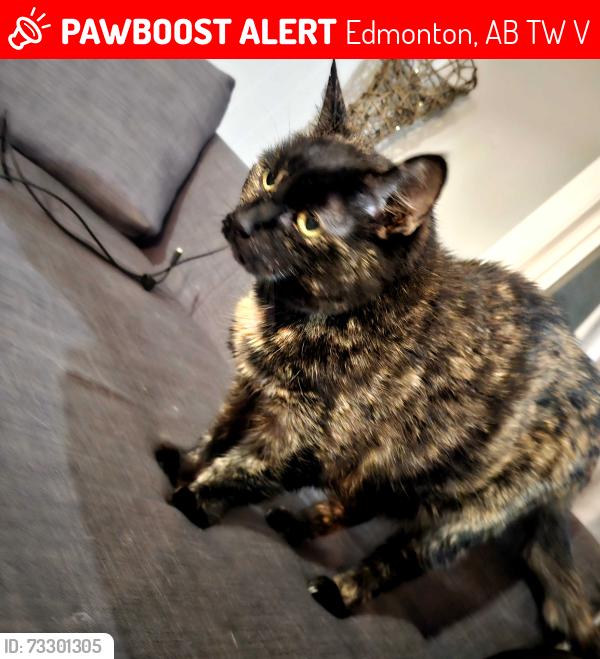 Lost Female Cat last seen Beverly area, Edmonton, AB T5W 0V5