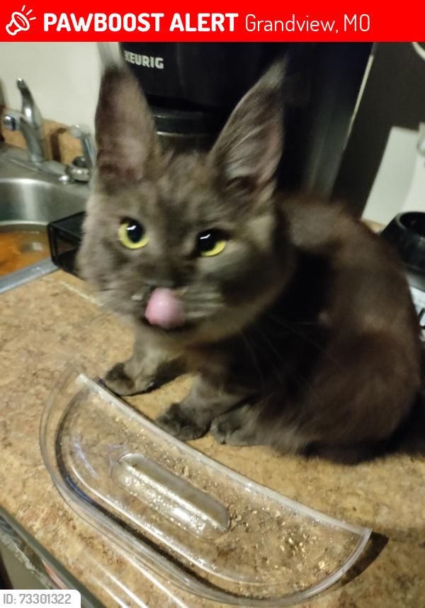 Lost Male Cat last seen Roads Ave and Highgrove rd, Grandview, MO 64030