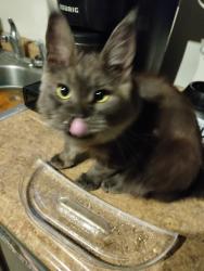 Lost Male Cat last seen Roads Ave and Highgrove rd, Grandview, MO 64030