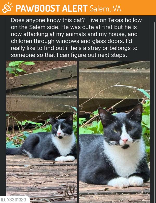 Found/Stray Male Cat last seen Texas hollow rd and Jackson dr, Salem, VA 24153