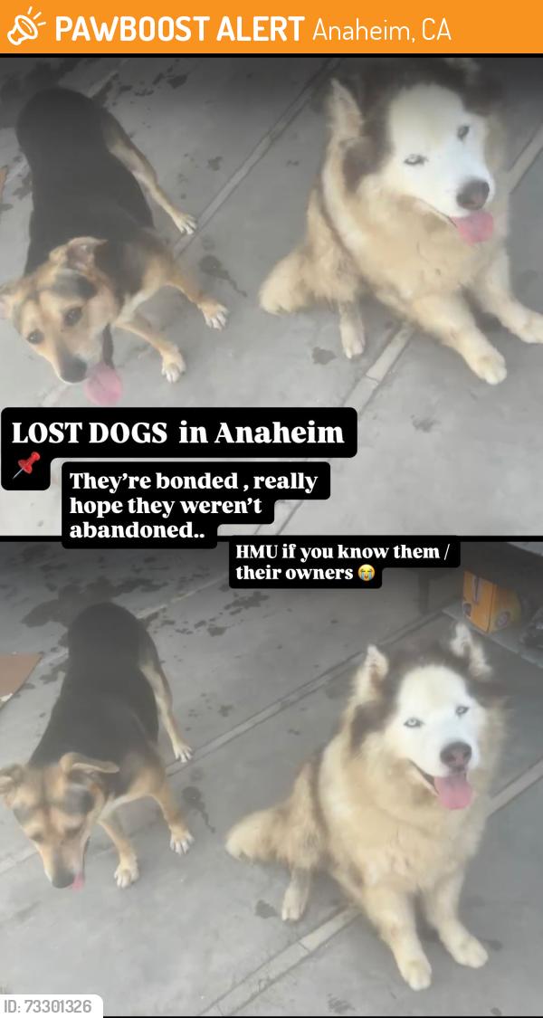 Found/Stray Unknown Dog last seen Ball and Euclid, Anaheim, CA 92802