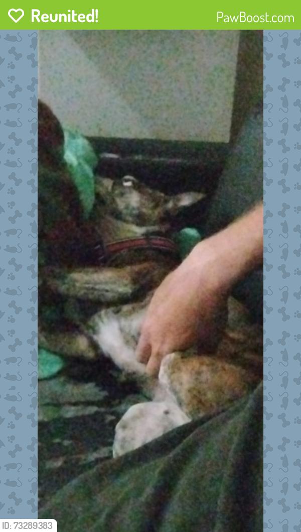 Reunited Female Dog last seen Behind shoppers drug mart on bristol, Mississauga, ON L5R 4A3
