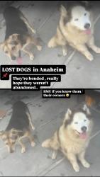 Found/Stray Unknown Dog last seen Ball and Euclid, Anaheim, CA 92802
