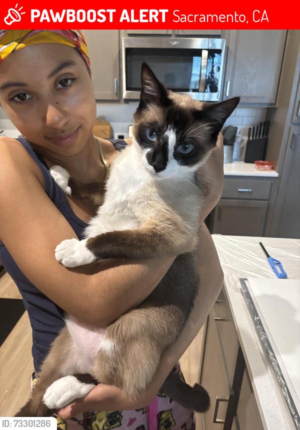 Lost Male Cat last seen W. El Camino, Sacramento, CA 95833