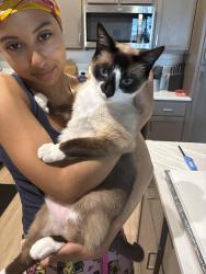 Lost Male Cat last seen W. El Camino, Sacramento, CA 95833