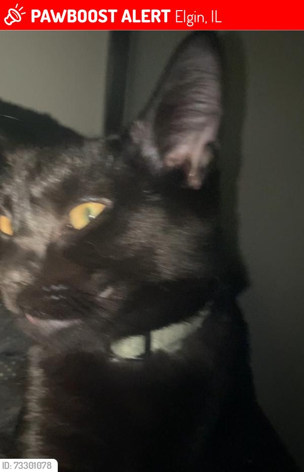 Lost Male Cat last seen Near Mark ave Apt 6, Elgin, IL 60123