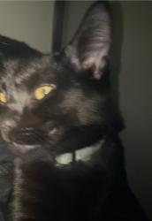 Lost Male Cat last seen Near Mark ave Apt 6, Elgin, IL 60123