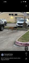 Found/Stray Unknown Dog last seen Saint Teresa Catholic Church in Sugarland, Sugar Land, TX 77498