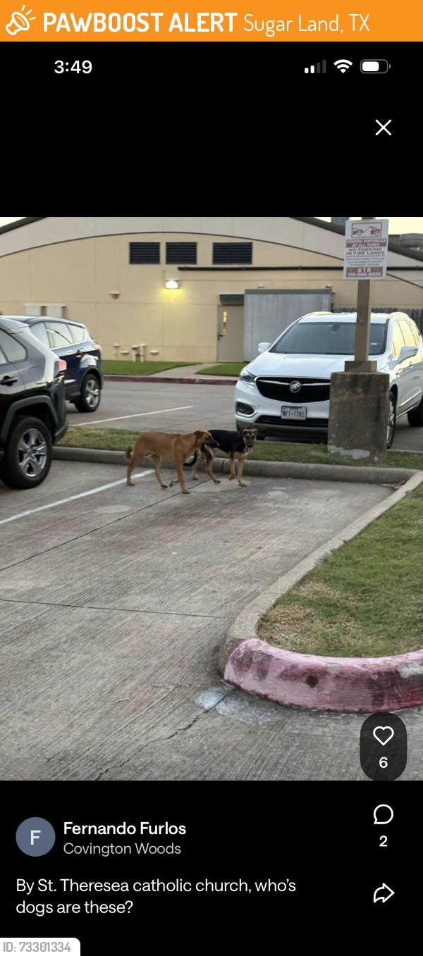 Found/Stray Unknown Dog last seen Saint Teresa Catholic Church in Sugarland, Sugar Land, TX 77498