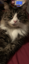 Lost Female Cat last seen Sw 33rd terr, Cape Coral, FL 33914