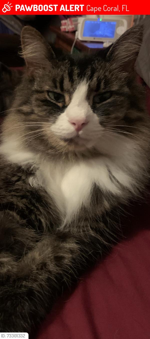 Lost Female Cat last seen Sw 33rd terr, Cape Coral, FL 33914