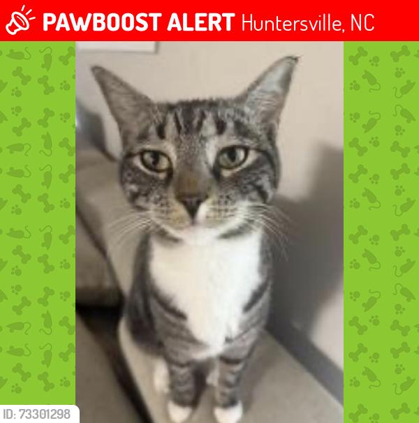 Lost Female Cat last seen Near the apmts, Huntersville, NC 28078