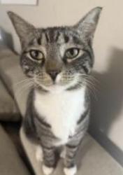 Lost Female Cat last seen Near the apmts, Huntersville, NC 28078