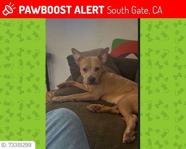 Lost Female Dog last seen TWEEDY AND STANFORD, South Gate, CA 90280