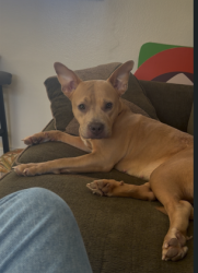Lost Female Dog last seen TWEEDY AND STANFORD, South Gate, CA 90280